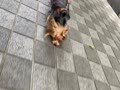 桜ちゃんのお散歩動画
