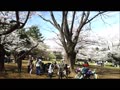 光が丘公園　ソメイヨシノ満開　令和4年3月28日.mp4