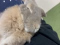 足のマッサージ中のこはるちゃん 足のマッサージ中のこはるちゃん