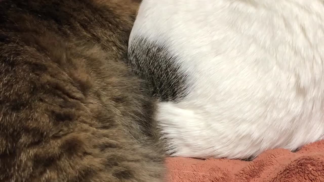 きじしろほっちゃんちの、保護猫その284